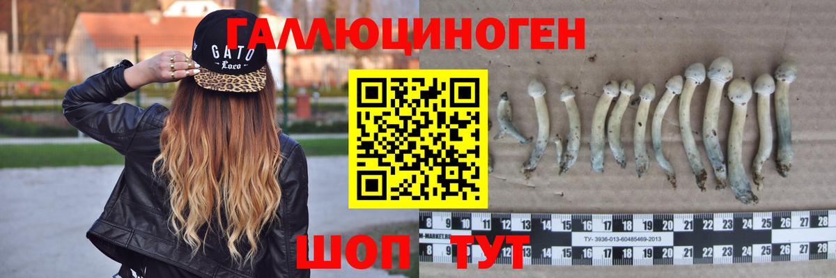 Галлюциногенные грибы Psilocybine cubensis Усть-Илимск